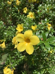 Allamanda cathartica