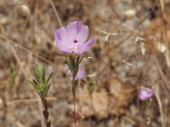 Clarkia purpurea viminea