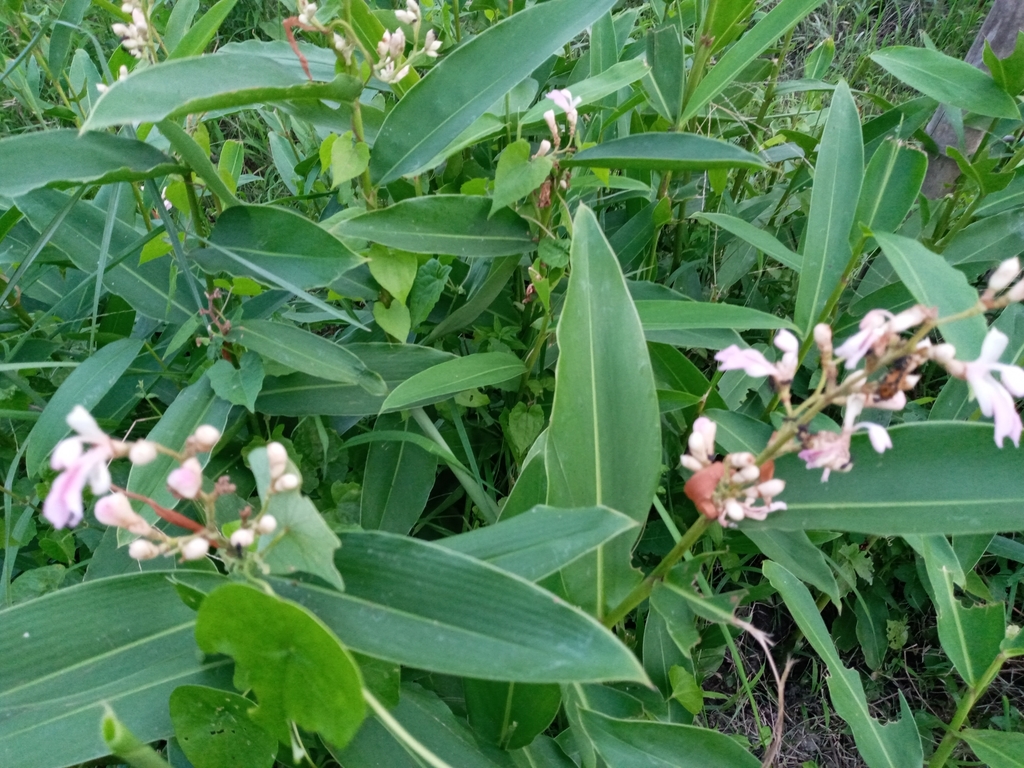 Allugha Galangal