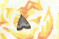 Udea inquinatalis