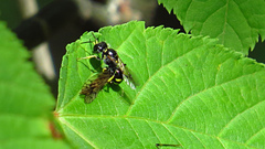 Crossocerus nitidiventris
