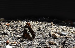 Limenitis lorquini ilgae