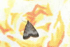 Udea inquinatalis