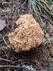 Ramaria rubripermanens