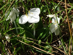 Weldenia candida