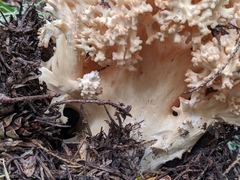Ramaria rubripermanens