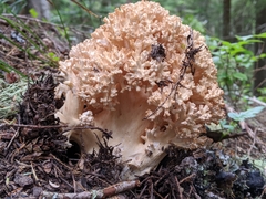 Ramaria rubripermanens