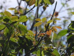 Acer negundo mexicanum