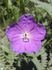 Geranium oreganum