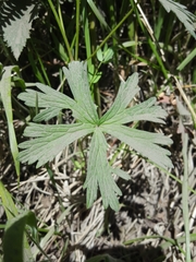 Geranium oreganum