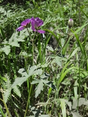 Geranium oreganum