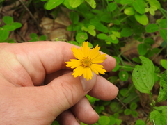 Coreopsis auriculata