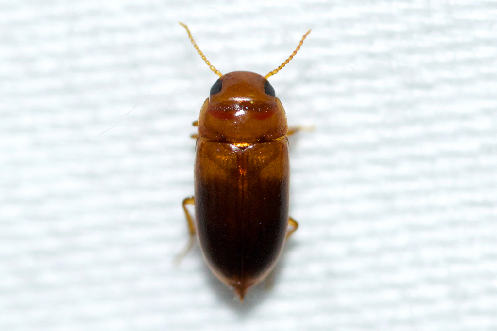 Hubbell's Predaceous Diving Beetle