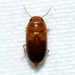 Hubbell's Predaceous Diving Beetle - Photo (c) Owen Strickland, some rights reserved (CC BY), uploaded by Owen Strickland
