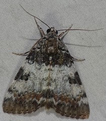 Catocala connubialis