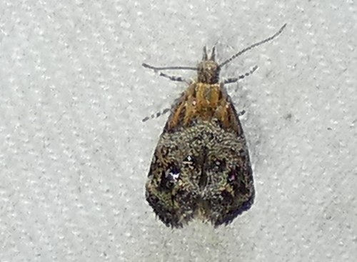 Everlasting Tebenna Moth photo 4