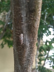 Microceramus concisus
