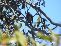 Gliciphila melanops