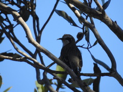 Gliciphila melanops