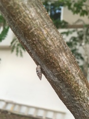 Microceramus concisus