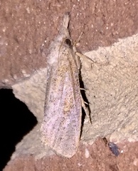 Acrolophus plumifrontella