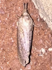 Acrolophus plumifrontella