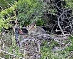 Sylvilagus audubonii