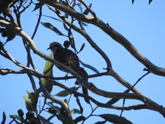 Gliciphila melanops