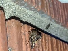 Telamona decorata