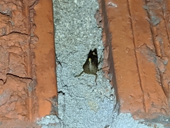 Telamona decorata