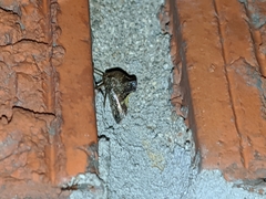 Telamona decorata