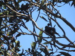Gliciphila melanops
