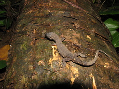 Lepidophyma tuxtlae