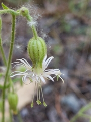 Silene lemmonii
