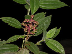 Miconia lacera