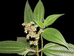 Miconia lacera