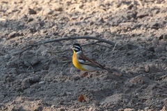 Emberiza flaviventris kalaharica
