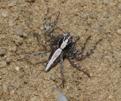 Oxyopes tridens