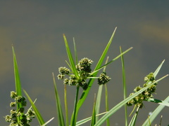 Scirpus pallidus