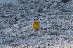 Emberiza flaviventris kalaharica