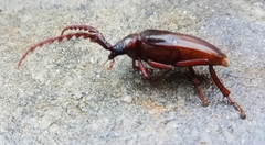 Prionus californicus