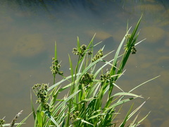 Scirpus pallidus