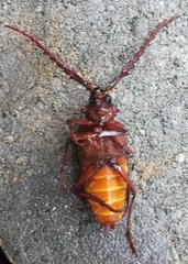 Prionus californicus