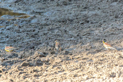Emberiza flaviventris kalaharica