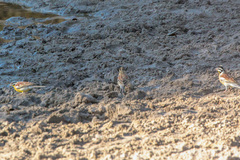 Emberiza flaviventris kalaharica
