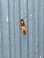 Conoderus vespertinus