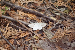 Petrophora subaequaria