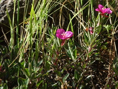Oenothera deserticola