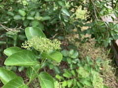 Phimenes flavopictus formosanus