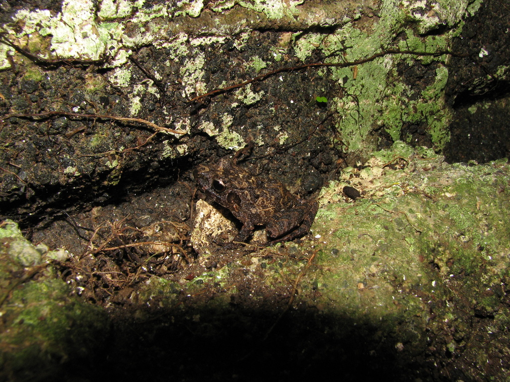 San Martin Robber Frog